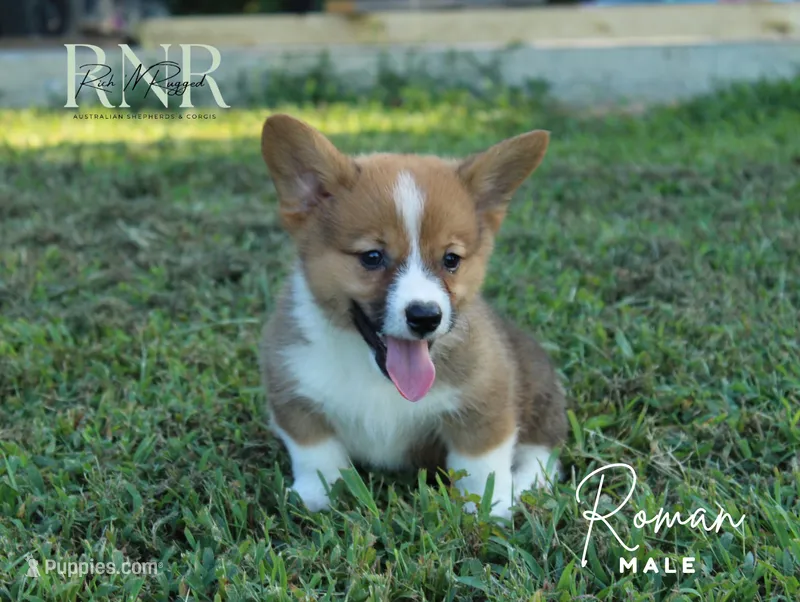 Roman  – Pembroke Welsh Corgi puppy for sale in Moss, TN