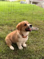 Boy 2, a male Pembroke Welsh Corgi for sale in Moss, TN – 1 of 10