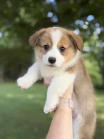 Girl, a female Pembroke Welsh Corgi for sale in Moss, TN – 1 of 8