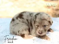 Freedom, a male Australian Shepherd for sale in Moss, TN – 5 of 5