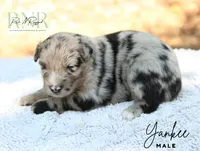 Yankee , a male Australian Shepherd for sale in Moss, TN – 4 of 5