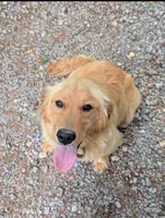 Maggie, a female Golden Retriever for sale in Moss, TN – Photo 1 of 2