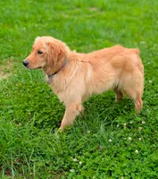 Maggie, a female Golden Retriever for sale in Moss, TN – Photo 2 of 2