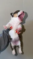 Girl, a female Pembroke Welsh Corgi for sale in Moss, TN – 3 of 3