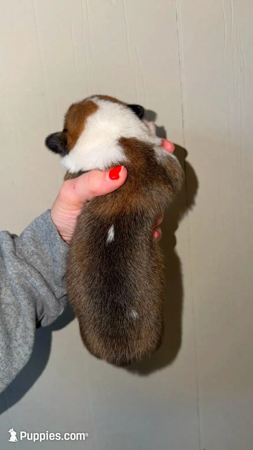 Girl, a female Pembroke Welsh Corgi for sale in Moss, TN – 7 of 8
