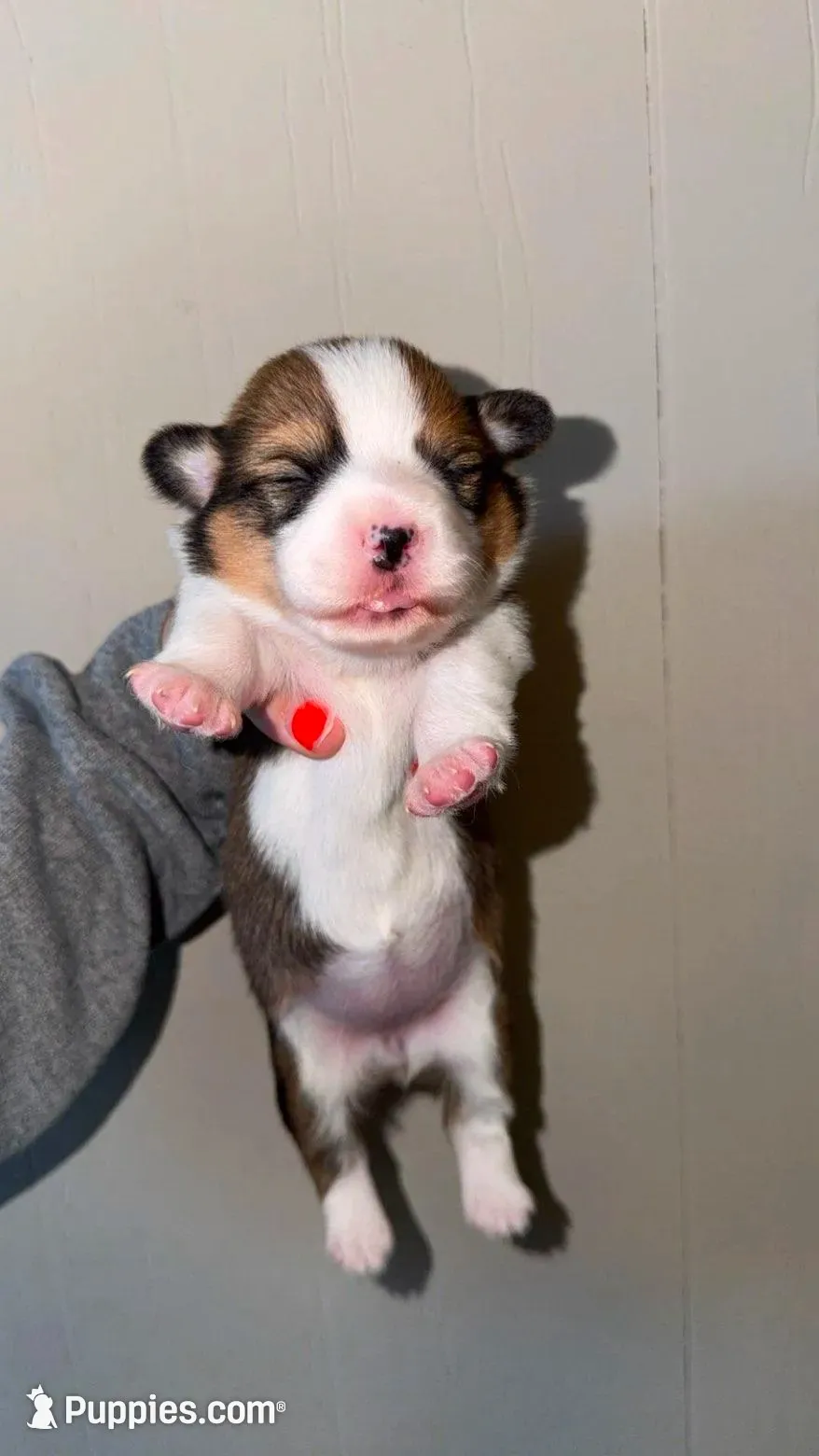 Girl, a female Pembroke Welsh Corgi for sale in Moss, TN – 6 of 8