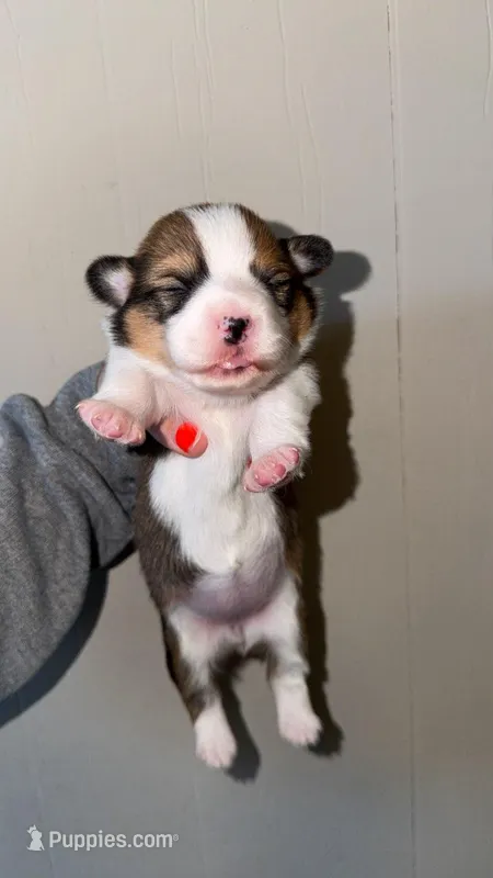 Girl, a female Pembroke Welsh Corgi for sale in Moss, TN – 1 of 3