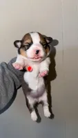 Girl, a female Pembroke Welsh Corgi for sale in Moss, TN – 1 of 3