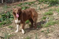 Pearl, a female Australian Shepherd for sale in Moss, TN – 3 of 4
