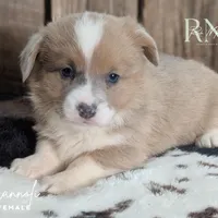 Cannoli, a female Pembroke Welsh Corgi for sale in Moss, TN – Photo 6 of 10