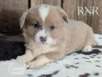 Cannoli, a female Cardigan Welsh Corgi and Pembroke Welsh Corgi for sale in Moss, TN – Photo 3 of 7