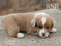 Cannoli, a female Cardigan Welsh Corgi and Pembroke Welsh Corgi for sale in Moss, TN – Photo 6 of 7