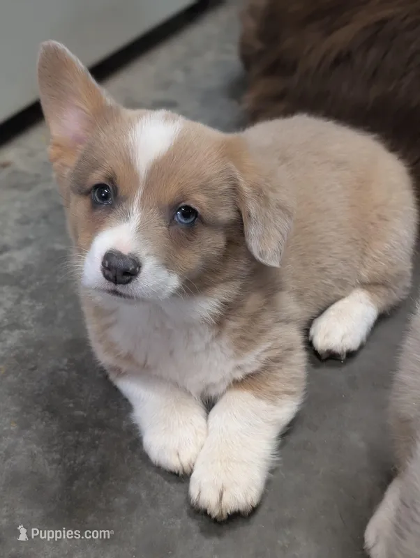 Cannoli – Cardigan Welsh Corgi, Pembroke Welsh Corgi puppy for sale in Moss, TN