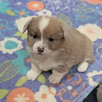 Cannoli, a female Pembroke Welsh Corgi for sale in Moss, TN – Photo 7 of 10