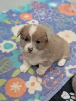 Cannoli, a female Cardigan Welsh Corgi and Pembroke Welsh Corgi for sale in Moss, TN – Photo 7 of 7