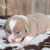 Cannoli, a female Pembroke Welsh Corgi for sale in Moss, TN – Photo 10 of 10