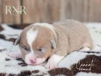 Cannoli, a female Cardigan Welsh Corgi and Pembroke Welsh Corgi for sale in Moss, TN – Photo 5 of 7