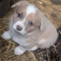 Cannoli, a female Pembroke Welsh Corgi for sale in Moss, TN – Photo 4 of 10