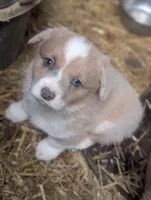 Cannoli, a female Cardigan Welsh Corgi and Pembroke Welsh Corgi for sale in Moss, TN – Photo 1 of 7