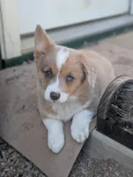 Cannoli, a female Pembroke Welsh Corgi for sale in Moss, TN – Photo 1 of 10