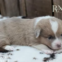 Cannoli, a female Pembroke Welsh Corgi for sale in Moss, TN – Photo 5 of 10