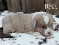 Cannoli, a female Cardigan Welsh Corgi and Pembroke Welsh Corgi for sale in Moss, TN – Photo 4 of 7