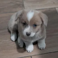 Cannoli, a female Pembroke Welsh Corgi for sale in Moss, TN – Photo 8 of 10