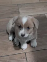 Cannoli, a female Cardigan Welsh Corgi and Pembroke Welsh Corgi for sale in Moss, TN – Photo 2 of 7