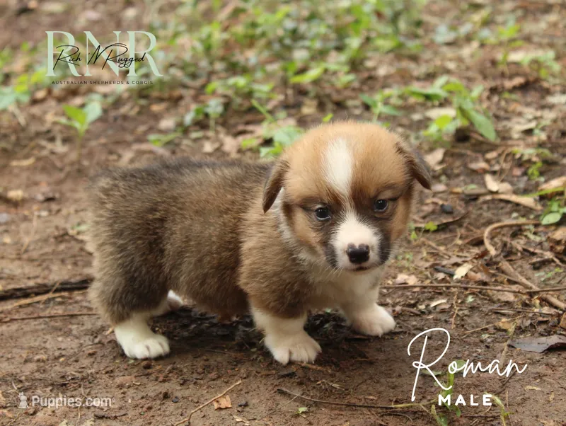 Roman  – Pembroke Welsh Corgi puppy for sale in Moss, TN