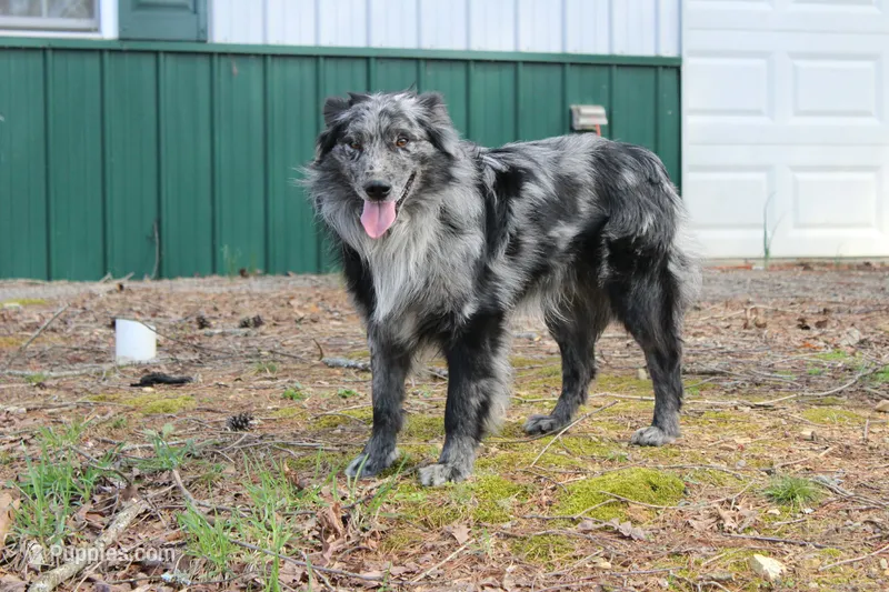 Haggard – Australian Shepherd puppy for sale in Moss, TN