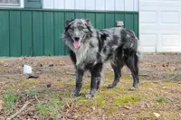 Haggard, a male Australian Shepherd for sale in Moss, TN – 1 of 4