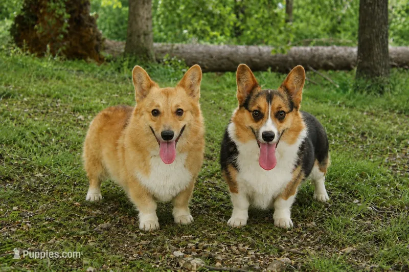 Dory & Gator litter – Pembroke Welsh Corgi puppy for sale in Moss, TN