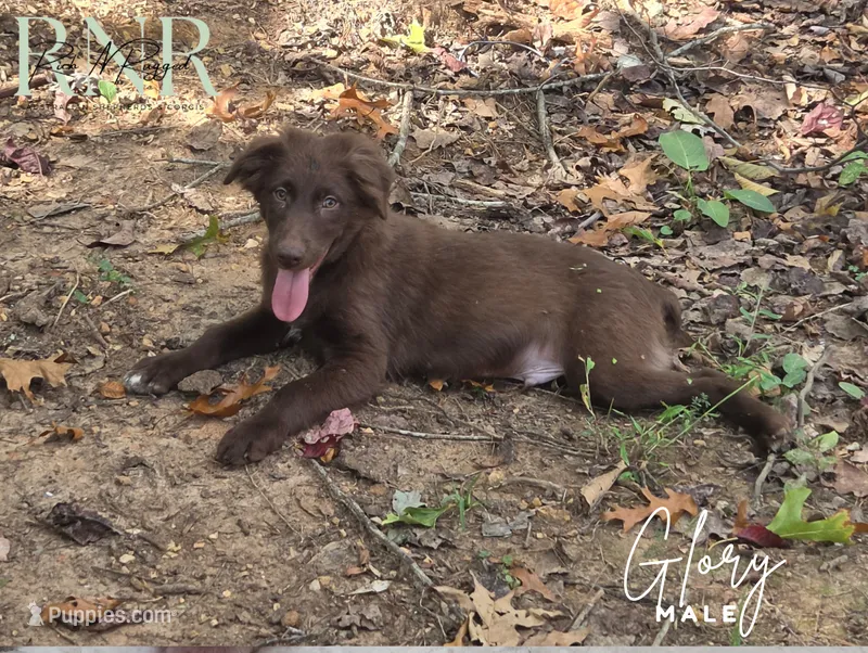 Glory – Australian Shepherd puppy for sale in Moss, TN