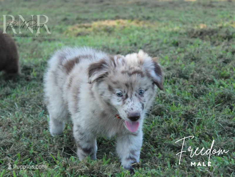 Freedom – Australian Shepherd puppy for sale in Moss, TN