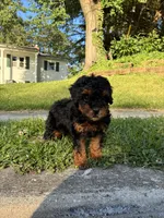 Prince , a male Poodle - Miniature  for sale in Baltimore, MD – 5 of 5