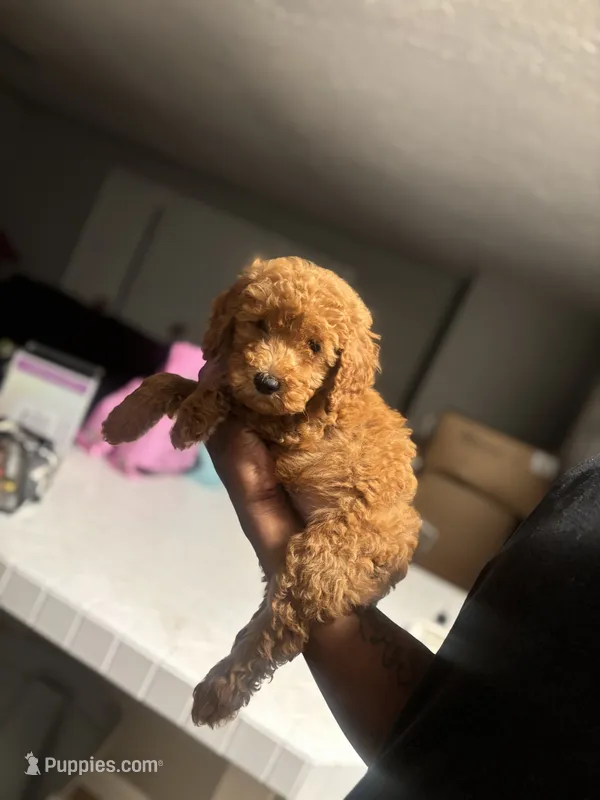 King – Poodle - Miniature  puppy for sale in Baltimore, MD