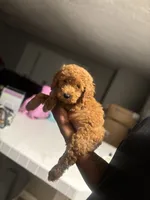 King, a male Poodle - Miniature  for sale in Baltimore, MD – 1 of 4