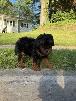 Prince , a male Poodle - Miniature  for sale in Baltimore, MD – 4 of 5