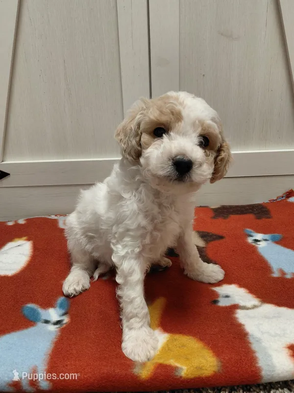 King – Poodle - Miniature  puppy for sale in Baltimore, MD