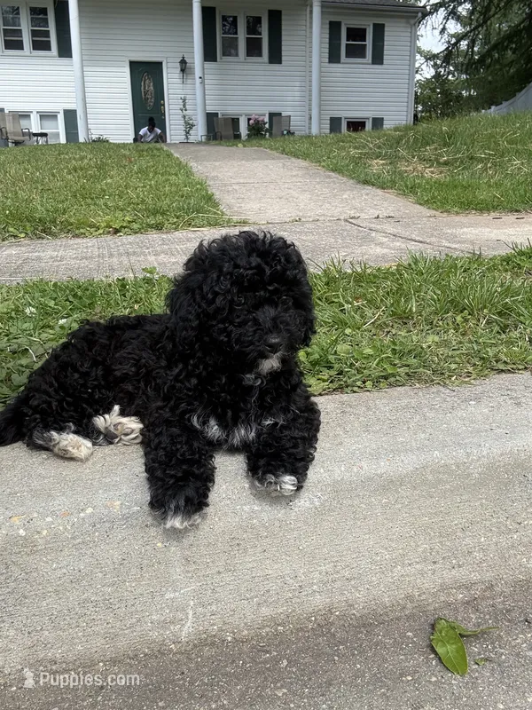 Lucky – Poodle - Miniature  puppy for sale in Baltimore, MD