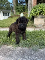 King, a male Poodle - Miniature  for sale in Baltimore, MD – 1 of 4
