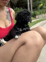 Lucky, a male Poodle - Miniature  for sale in Baltimore, MD – 3 of 8