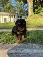 Prince , a male Poodle - Miniature  for sale in Baltimore, MD – 4 of 4