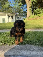 King, a male Poodle - Miniature  for sale in Baltimore, MD – 3 of 6
