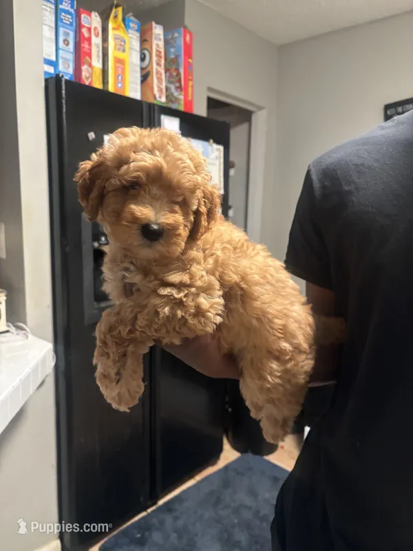 Prince  – Poodle - Miniature  puppy for sale in Baltimore, MD