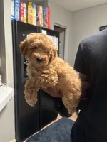 Prince , a male Poodle - Miniature  for sale in Baltimore, MD – 1 of 3