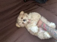 King, a male Shih Tzu for sale in Baltimore, MD – Photo 2 of 4