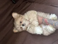 King, a male Shih Tzu for sale in Baltimore, MD – Photo 3 of 4