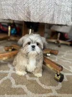 King, a male Shih Tzu for sale in Baltimore, MD – Photo 4 of 4