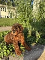 Prince , a male Poodle - Miniature  for sale in Baltimore, MD – 2 of 4